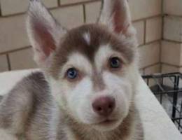 Male husky for sale