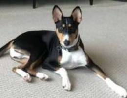 Basenji pedigree male pup (8 months old)