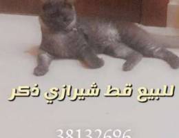 Cat male for sale