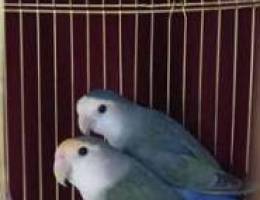 Love bird pair