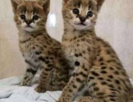 Adorable Savannah kittens for adoption