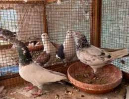 Pakistani pigeon for sale