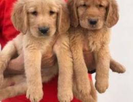 Pure long hair golden retriever