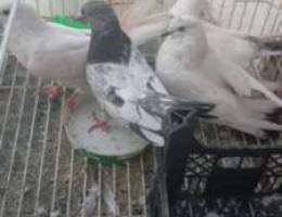 Pakistani pigeons for sale