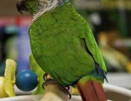 for sale conure green cheek