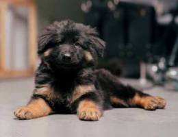 Six German Shepherd puppies