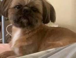 Male Shih Tzu for sale