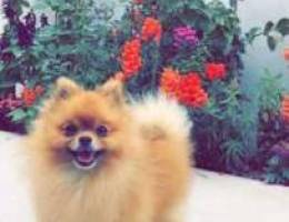 For sale Pomeranian pure Ù„Ù„Ø¨ÙŠØ¹ Ø¨ÙˆÙ…Ø±ÙŠÙ†ÙŠÙ† Ø¨ÙŠ...