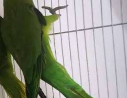 Ù†Ø«ÙŠØ© Ù…ØªÙˆ female parrot