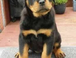 Rottweiler