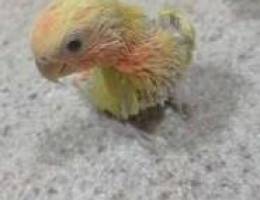 Baby love bird for sale