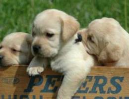 Labrador puppies available in Bahrain