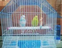 budgies birds /Ø·ÙŠÙˆØ± Ø§Ù„Ø¨Ø§Ø¯Ø¬ÙŠ