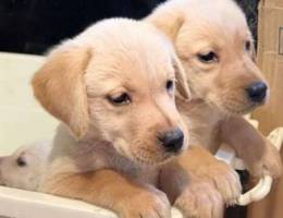 Labrador Puppies