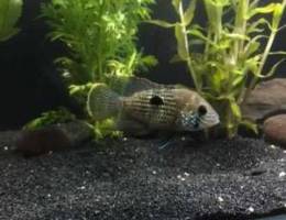 2 oscar and 1 green terror fish for sale