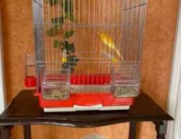 canary for sale