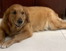 Golden Retriever Puppies