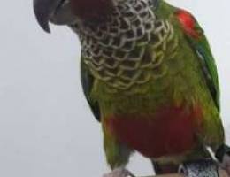 Ø¨Ø§ÙŠÙ†ØªØ¯ ÙƒÙ†ÙŠÙˆØ± - Painted Conure