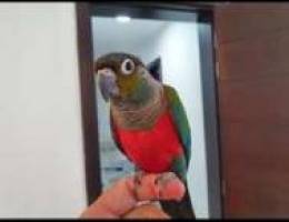 ÙƒØ±Ù…Ø³Ù† ÙƒÙ†ÙŠÙˆØ± - Crimson Conure