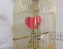 Bird cage golden plited