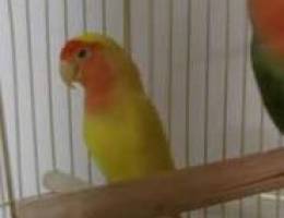 Love bird with cage