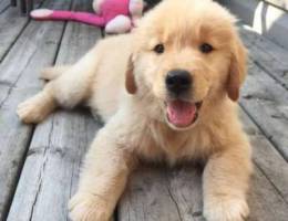 Golden retriever