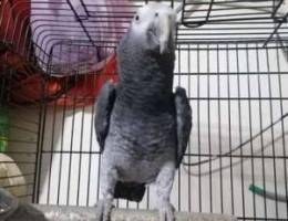 African parrot grey