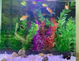 Aquarium Fish Tank Brand New