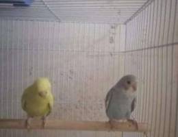 I want to sale my bird