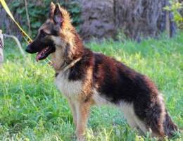 german shepherd for sale