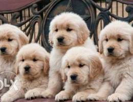 Golden retriever puppies 2 months