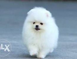 Pomeranian puppies up for adoption