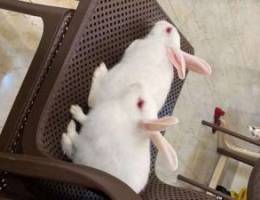 Rabbit pairs for sale