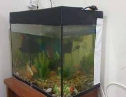 Fish Tank with Fishes