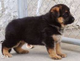 double coat german shepherd