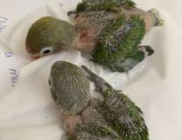 fisher green lovebird babies for sale