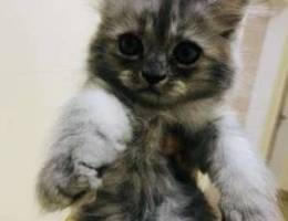 7 weeks old persian kitten for sale