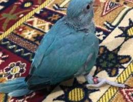 for sale baby parrot best time to teach an...