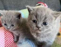 British shorthair kittens