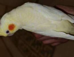 Pet pearl lutino cockatiel ,male. ÙƒÙˆÙƒØªÙŠÙ„ Øª...