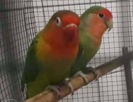 Love birds for sale