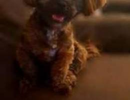 Pet Dog Shitzu adoption for one month