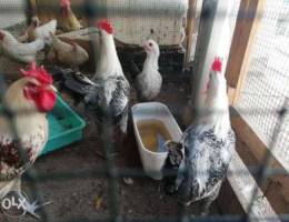 Egyptian fayoumi roosters