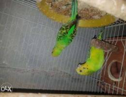 Breeding pair budgies