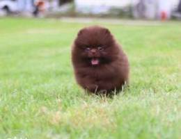 2 months pomernian available