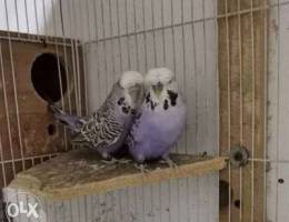 English Budgies