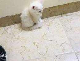 Pure persian kitten for sale