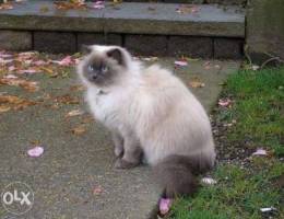 Himalayan Cat