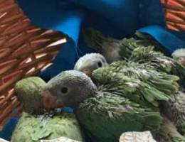 Indian ringneck parrot Ù…ØªÙˆØ© Ù„Ù„Ø¨ÙŠØ¹