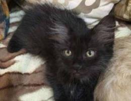 Persian cat (black)